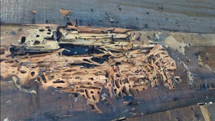 Exterminateur de fourmis Saint-Jérôme