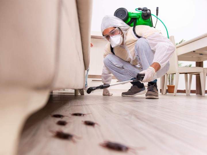 Solution de prévention des infestations Saint-Jérôme