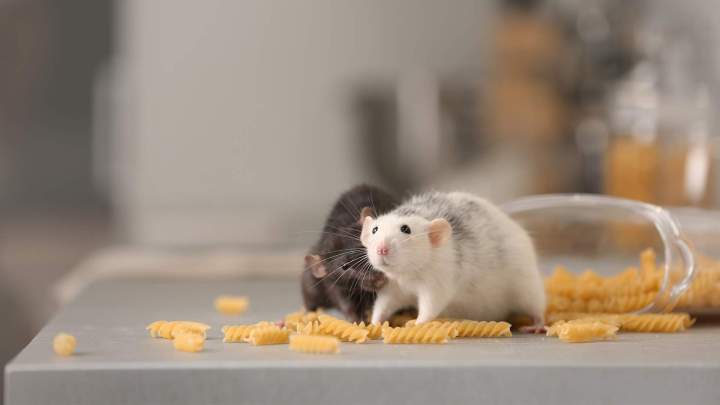 Extermination de rats Saint-Jérôme