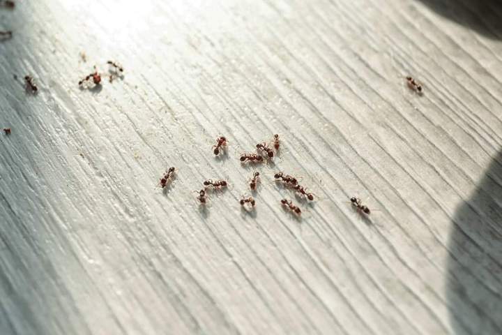 Extermination de fourmis Saint-Jérôme