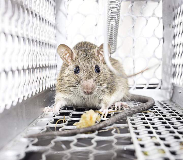 Extermination de souris Saint-Jérôme