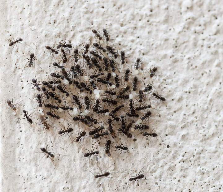 Élimination de fourmis Saint-Jérôme